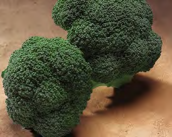 GYPSY Broccoli Seeds