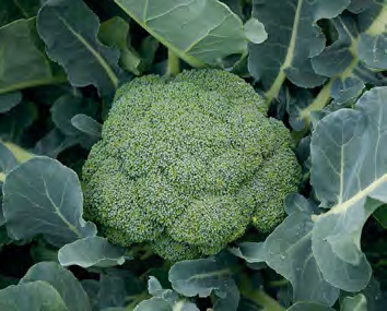 GREEN MAGIC Broccoli Seeds