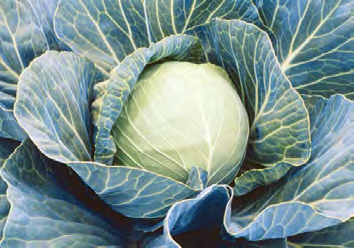 STONEHEAD Cabbage Seeds