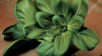 FENG QING CHOI Pak Choi Seeds