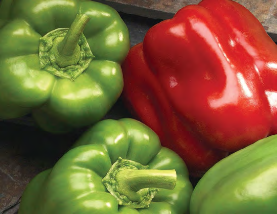 DOUBLE UP Bell Pepper Seeds