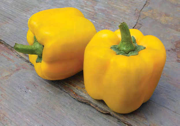 RED BULL Bell Pepper Seeds