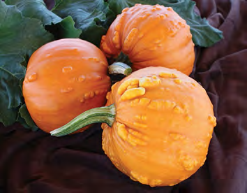 TOAD Pumpkin Seeds