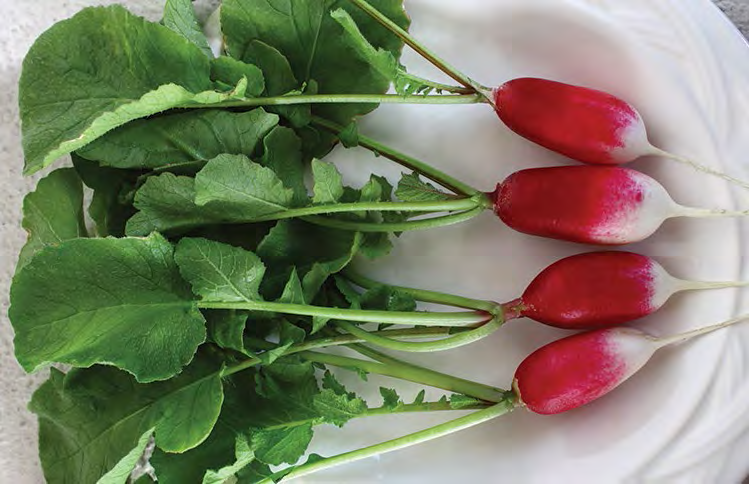 FRENCH BREAKFAST Radish Seeds