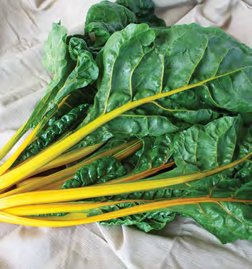 ELDORADO Swiss Chard Seeds