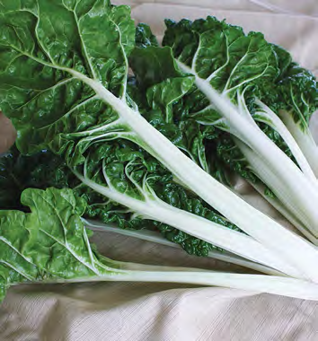 SILVERADO Swiss Chard Seeds