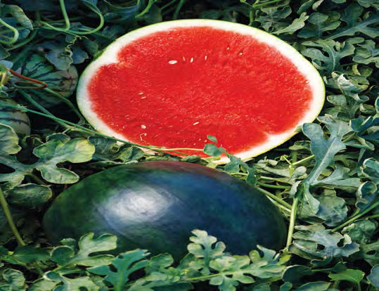 ECLIPSE Watermelon Seeds
