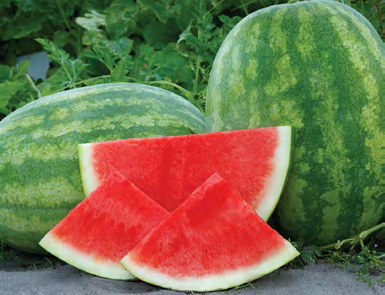 SECRETARIAT Watermelon Seeds